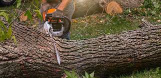 Best Tree and Shrub Care  in Port Chester, NY