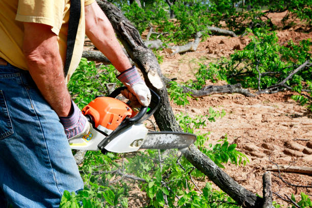  Port Chester, NY Tree Services Pros